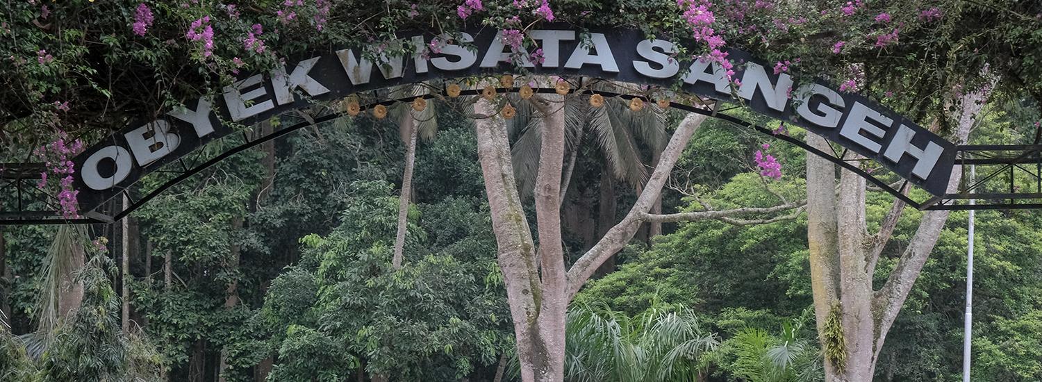 Yuk, Melihat Habitat Ratusan Monyet di Sangeh Monkey Forest, Bali!