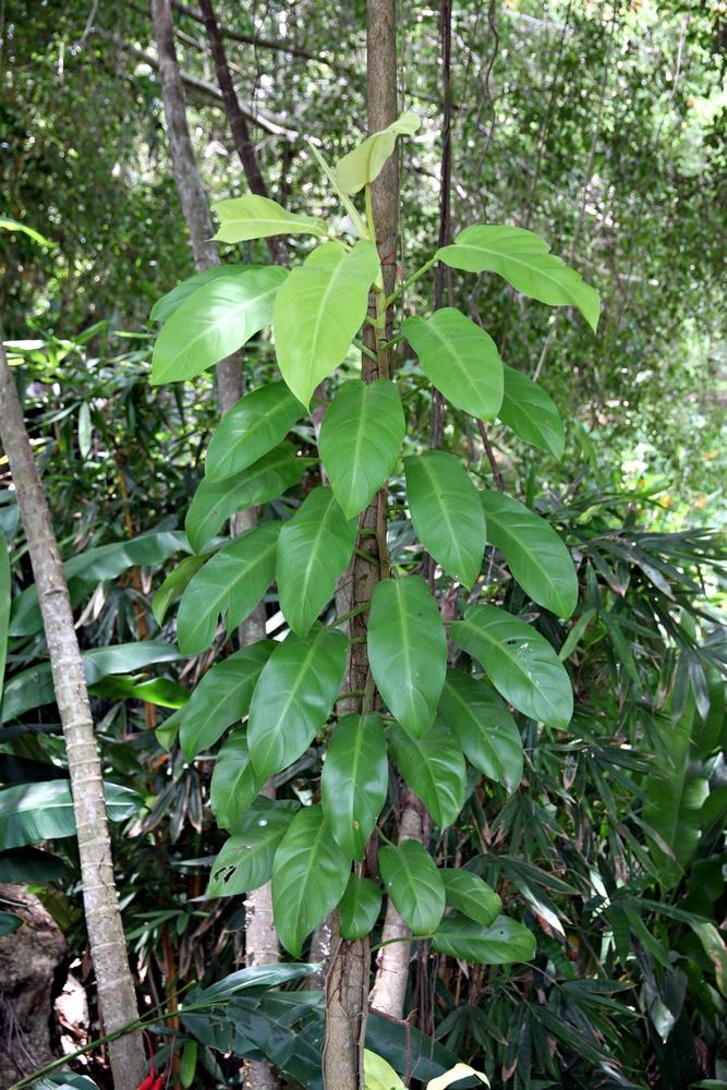 Meranti Rawa