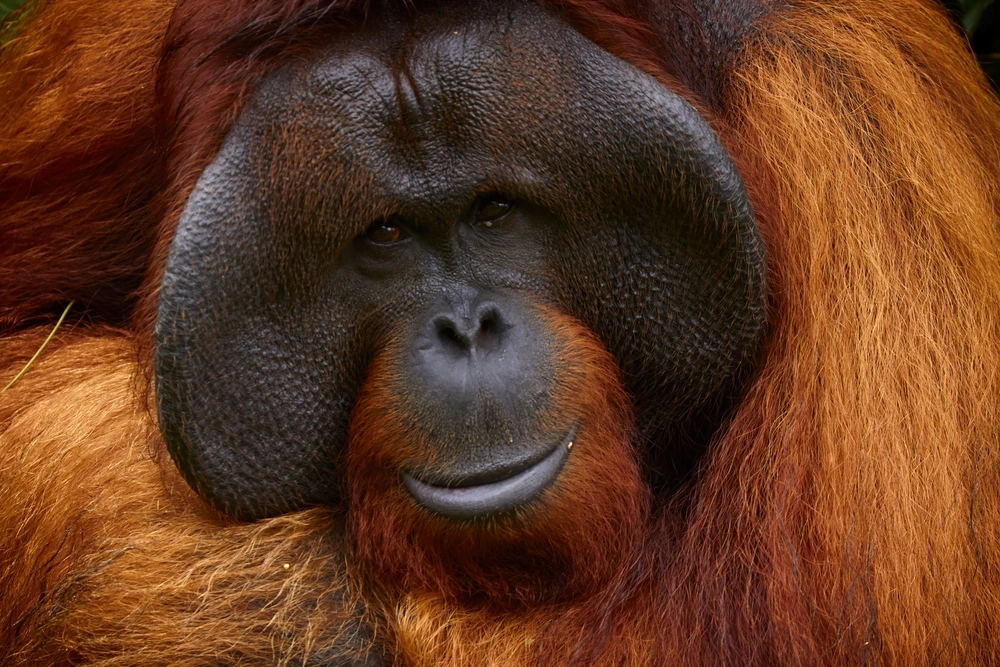 Orangutan Kalimantan: Habitat, Persebaran, dan Konservasi