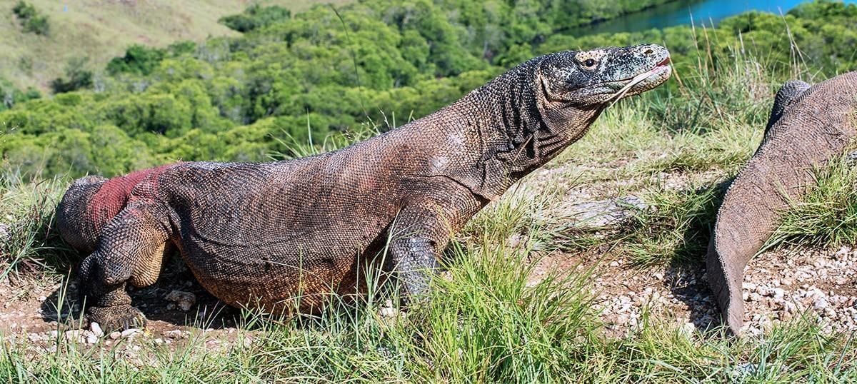 Garuda Now flies Direct Jakarta-Labuan Bajo’s Komodo Airport