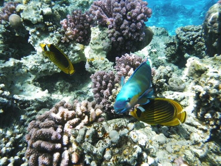 Diving Wakatobi (Kepulauan Tukangbesi)