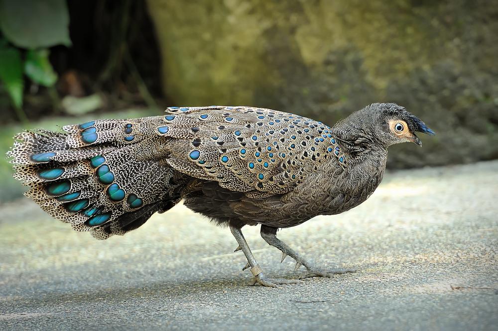 Merak Kerdil, Burung Eksotis yang Perlu Dilestarikan