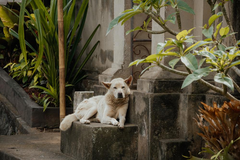 Anjing Kintamani