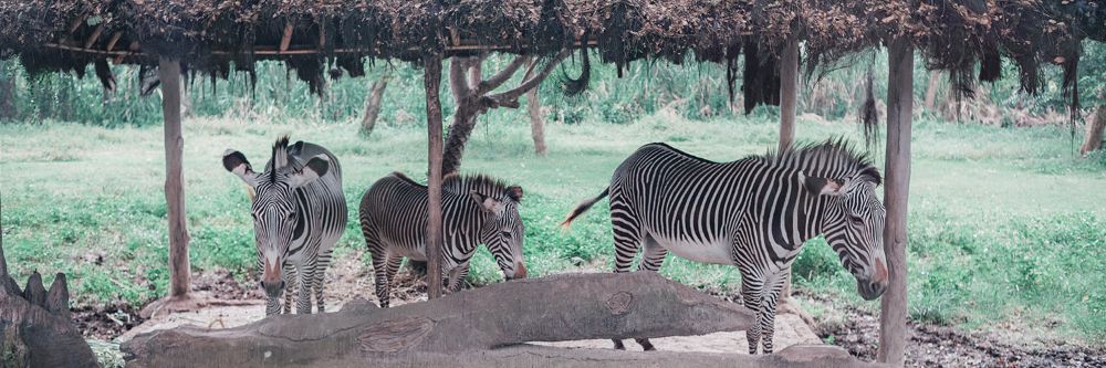 hero image for travel ideas detail