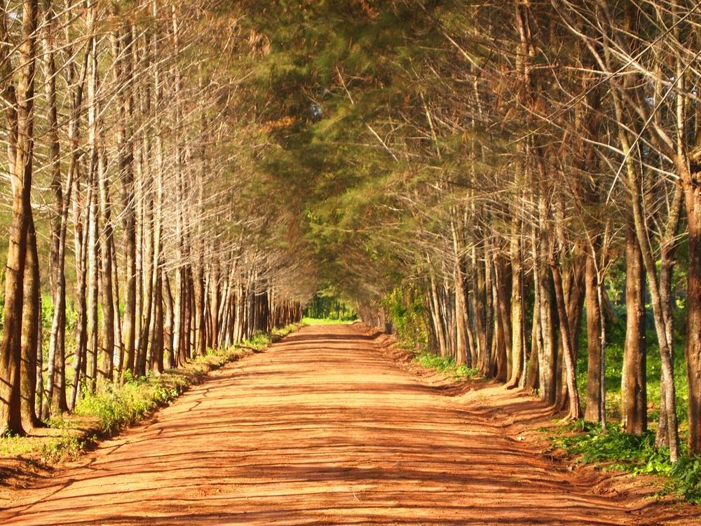Bangka Botanical Garden: Agrowisata Hits di Bangka Belitung