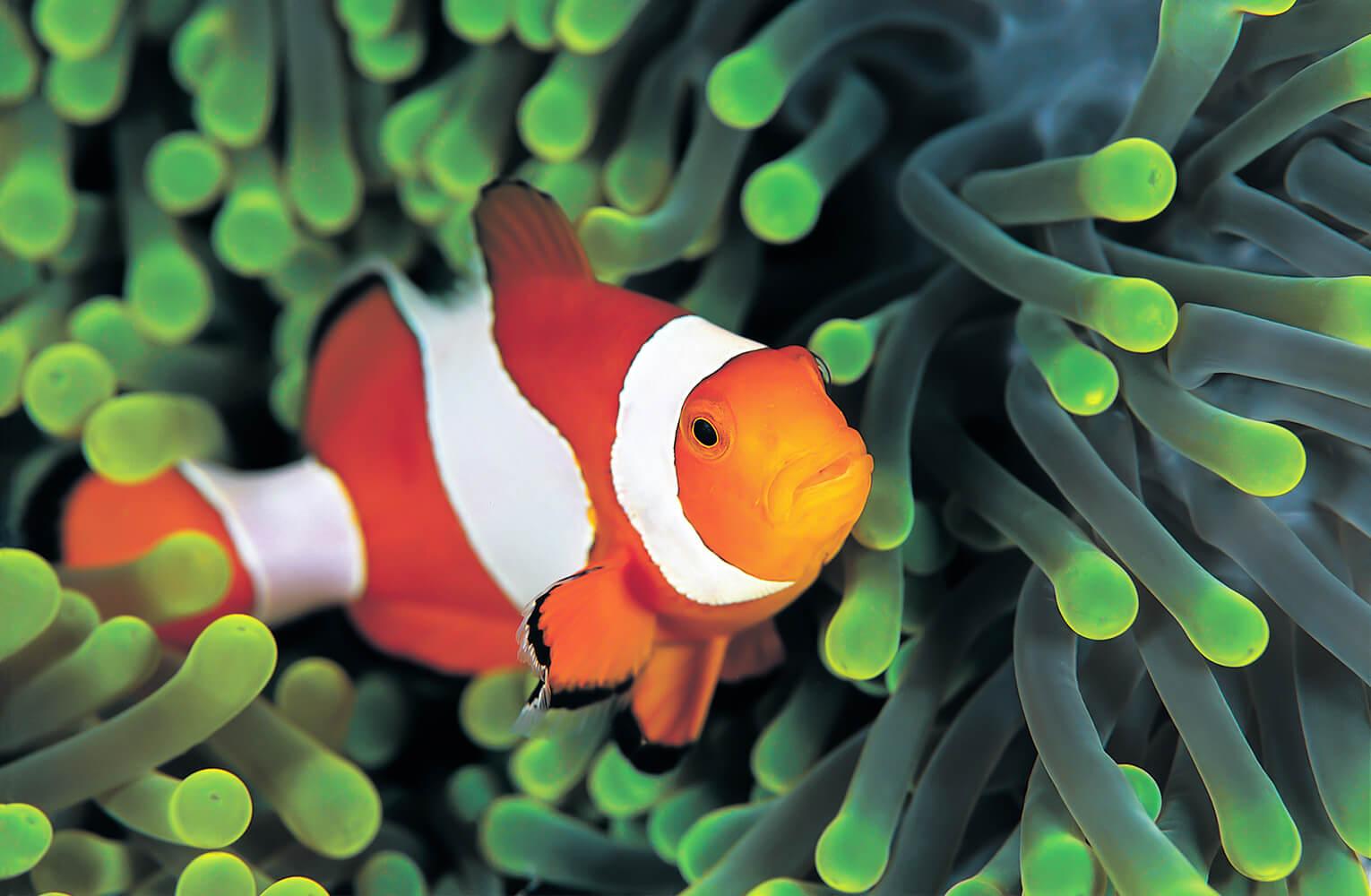 Beautiful Diving in the Wakatobi Islands