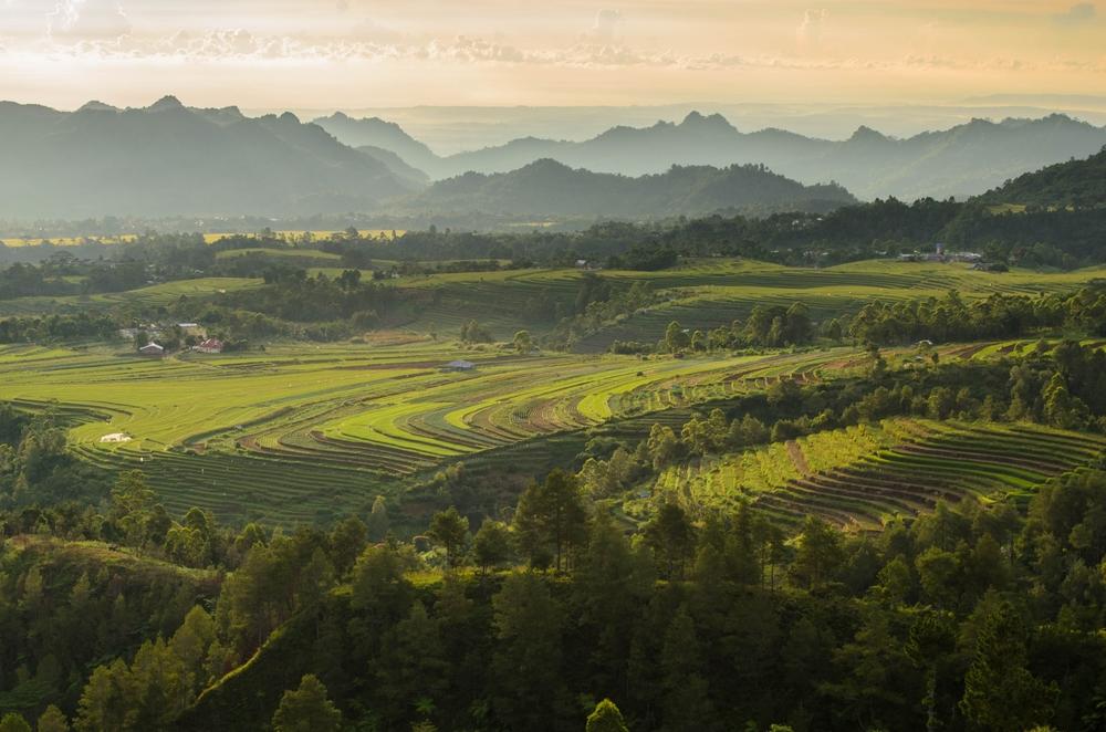 Persawahan Sulawesi Barat