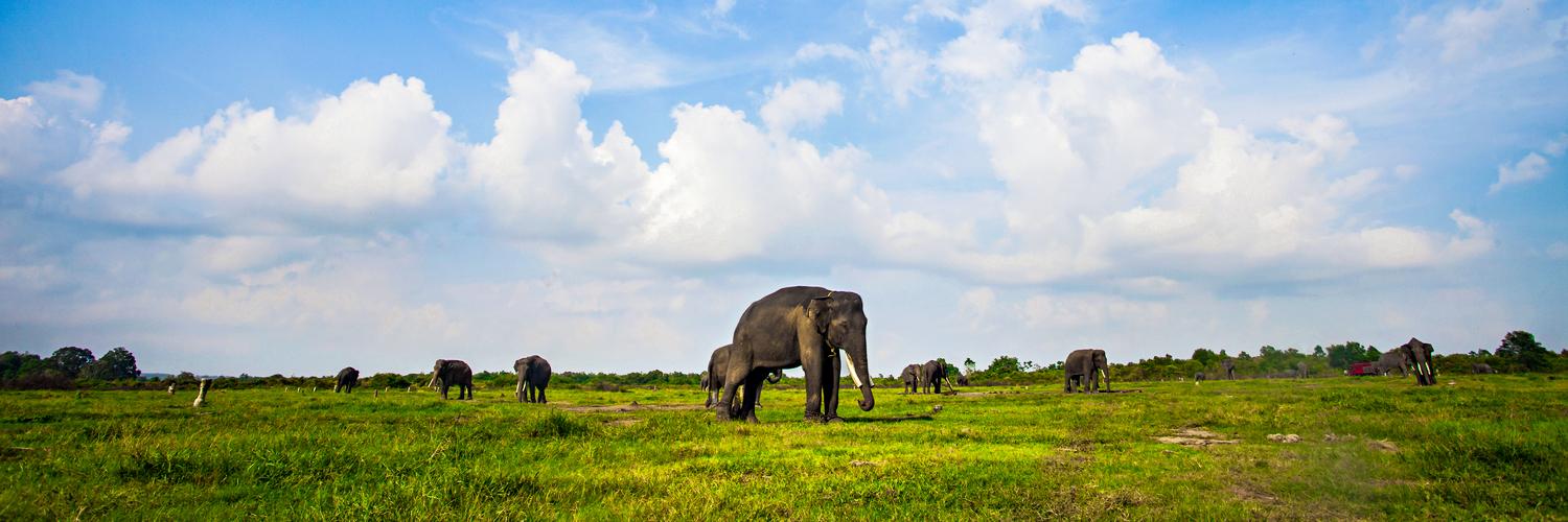 Go Green: 5 Eco-Tourism Experiences in Indonesia That Will Reconnect You with Nature