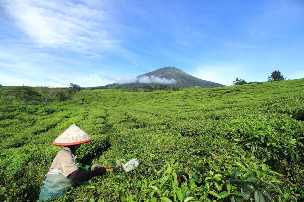 Kebun Teh Pagaralam