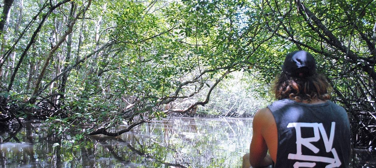 Journey into the Surreal Sebung River Mangrove Forests of Bintan