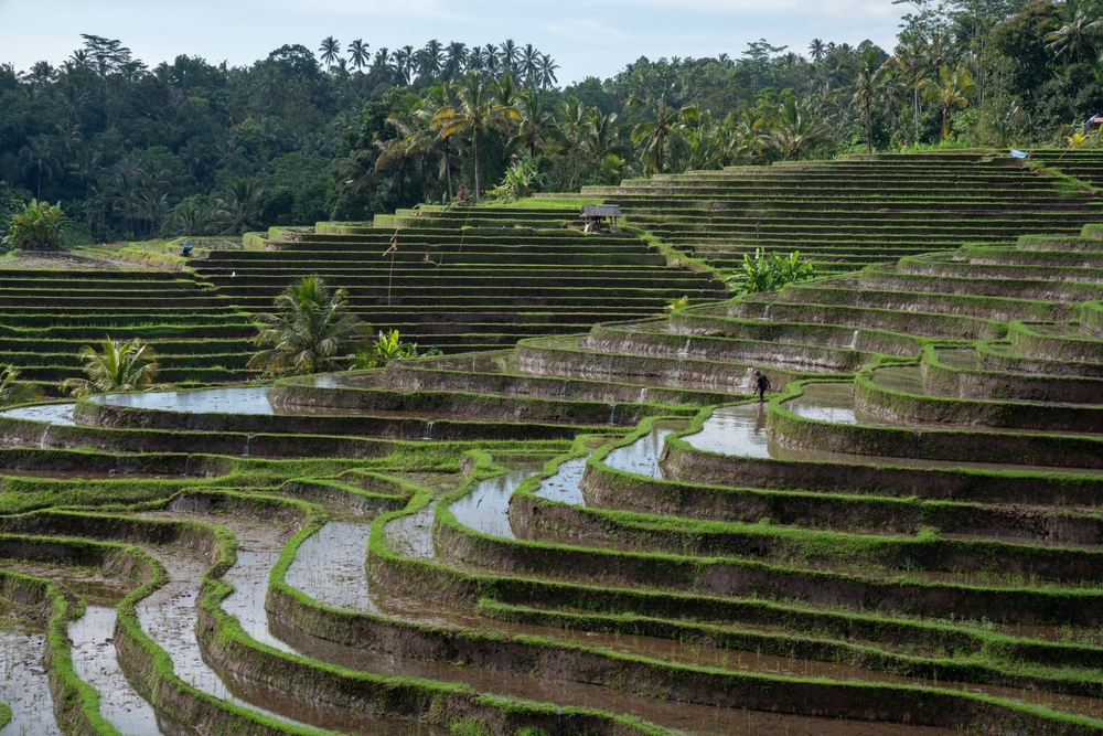 Subak, Warisan Dunia UNESCO yang Menjaga Harmoni Alam Bali