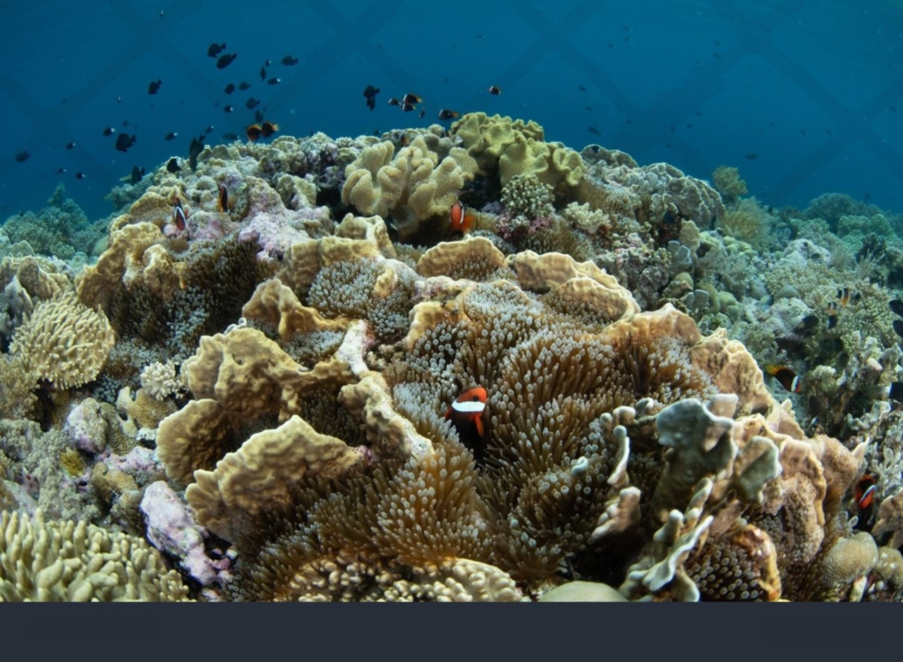 7 Hal Tentang Wakatobi yang Wajib Kamu Tahu