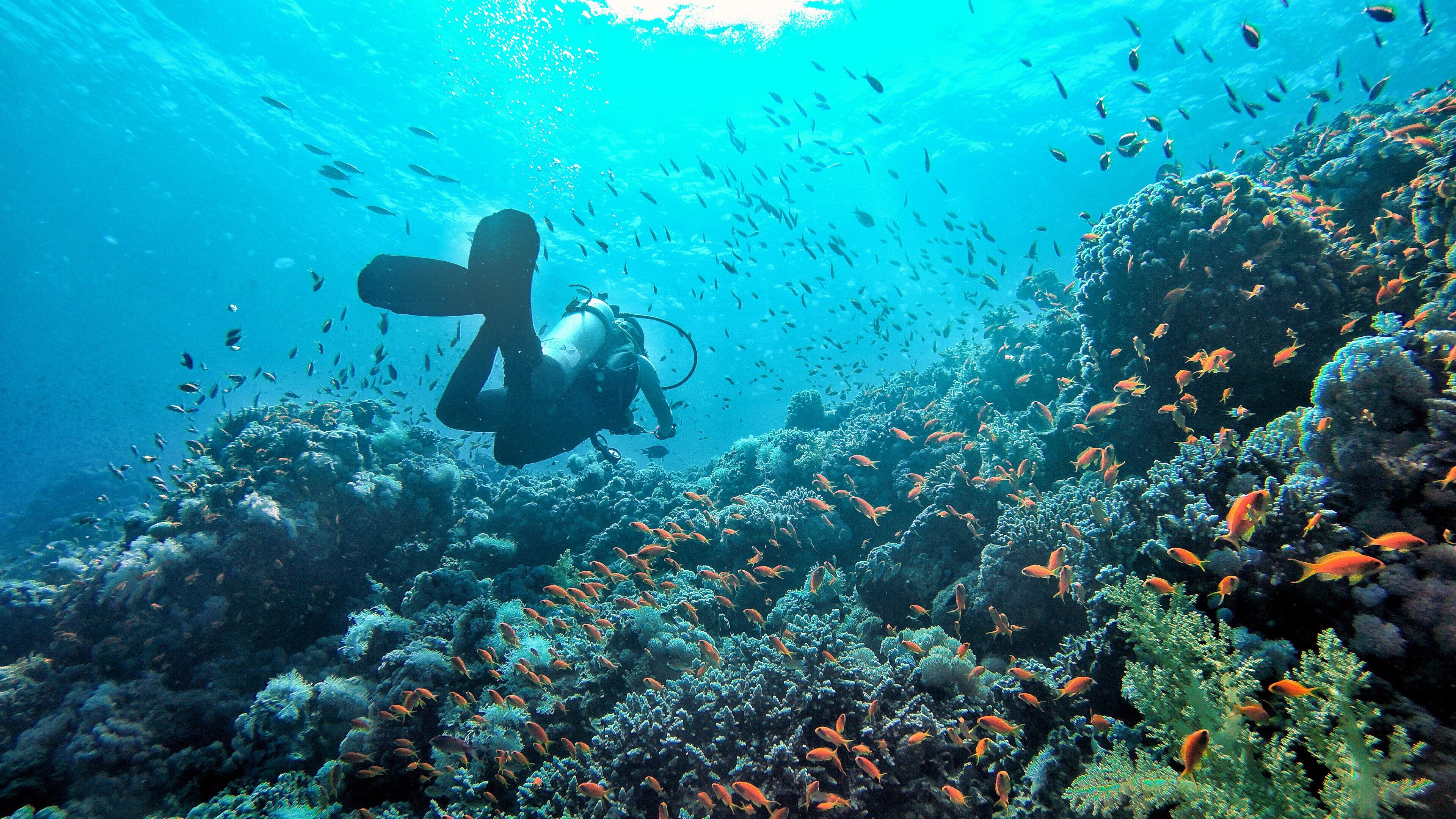 Diving Kakaban Island