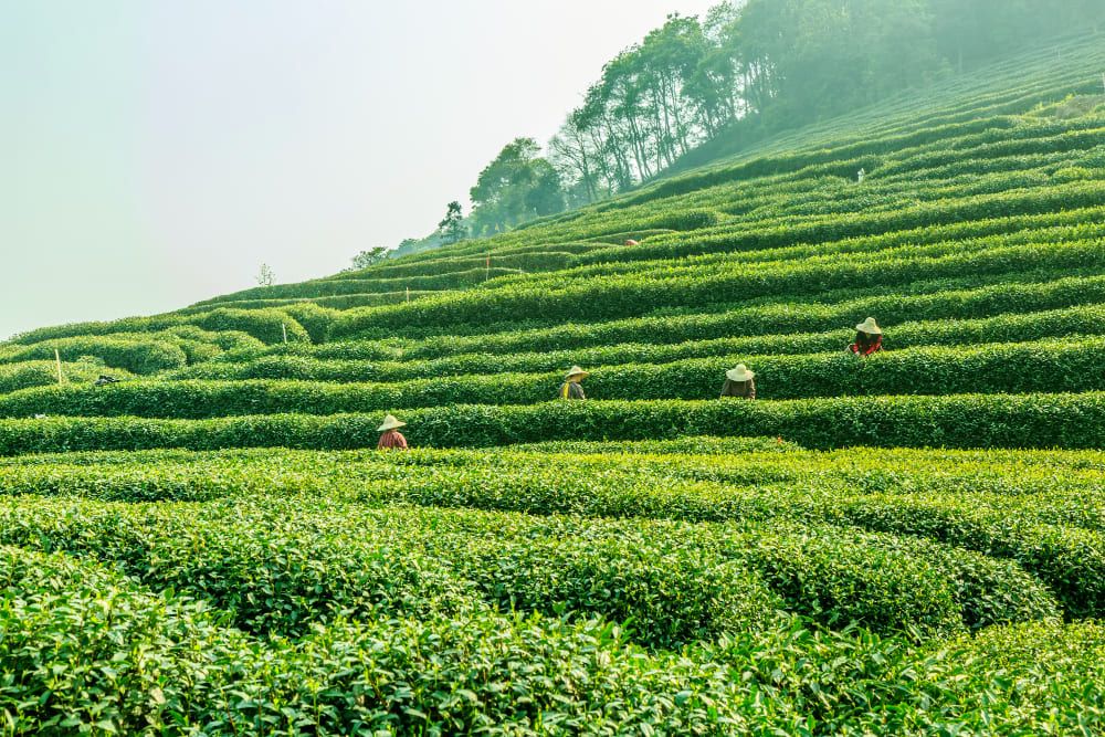 #DiIndonesiaAja – Sejuknya 5 Kebun Teh di Jawa Timur. Pemandangannya Bikin Takjub!