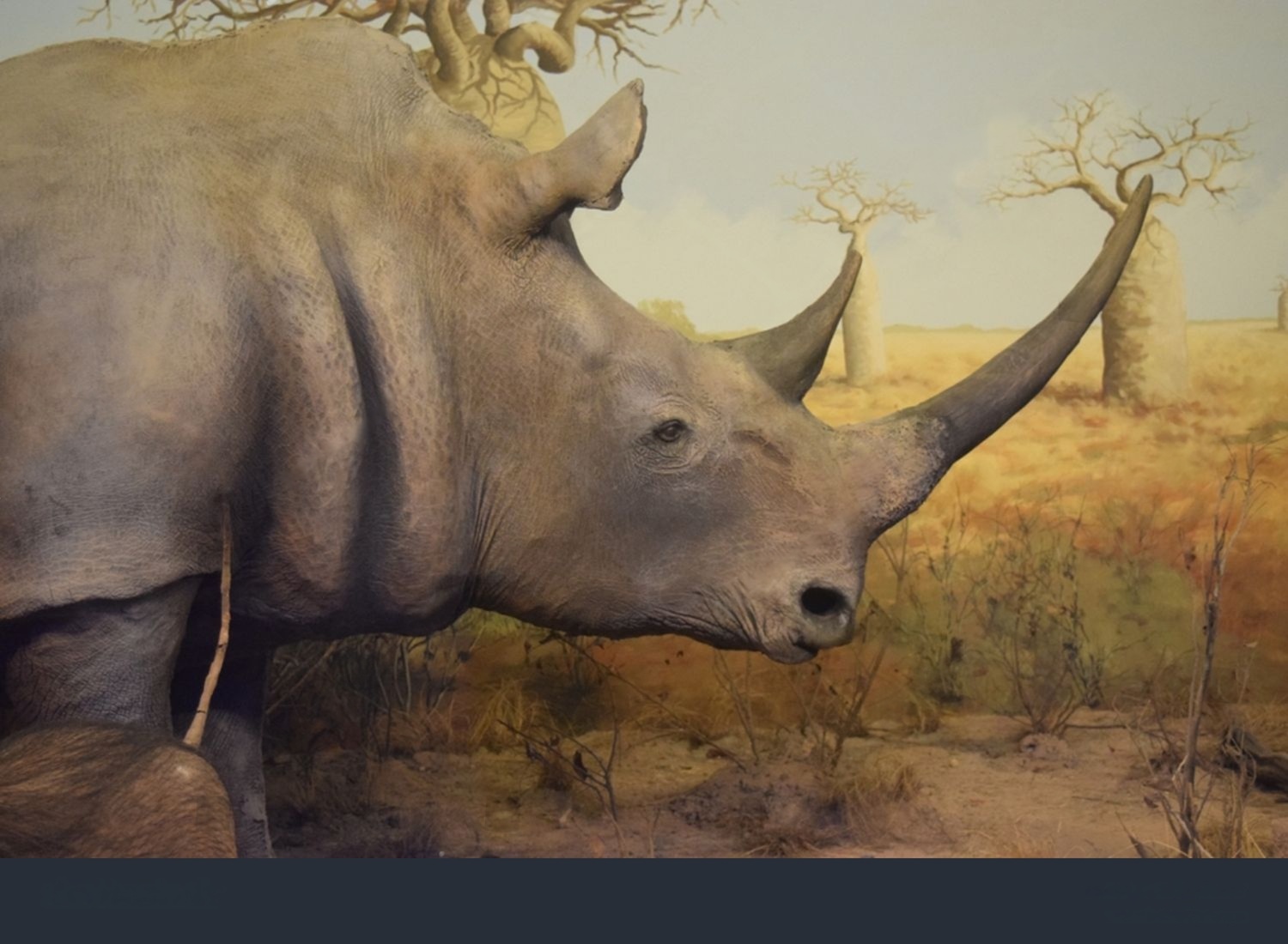 Museum Satwa Jawa Timur Park 2