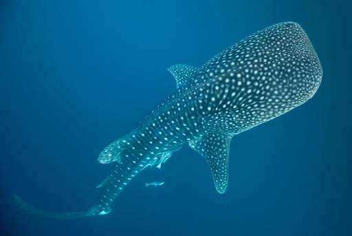 Visit Whale Sharks Lombok