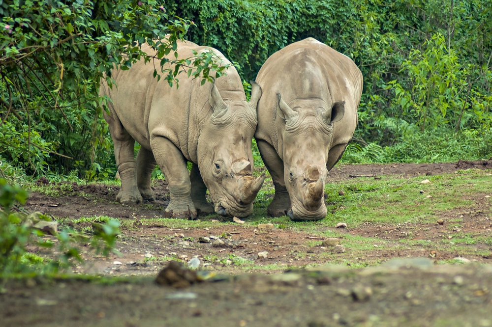 Ujung Kulon National Park