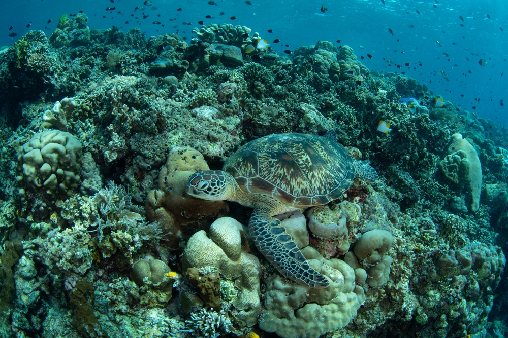 Spannende ervaringen op en rond Manado