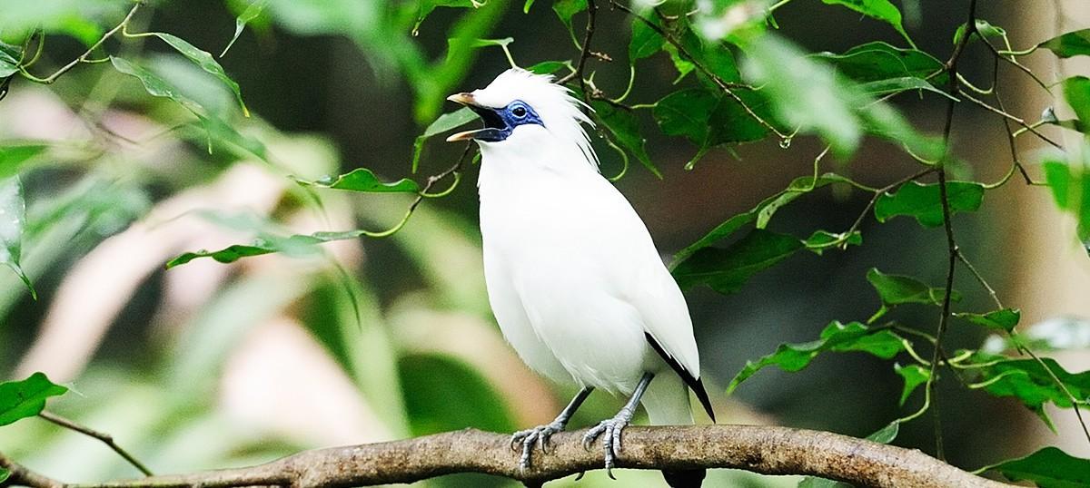 West Bali’s New Eco Tourism Resort: Plataran L’Harmonie