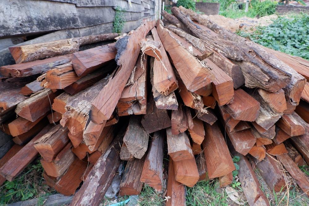 Kayu Bulin, Si Kuat dari Hutan Tropis