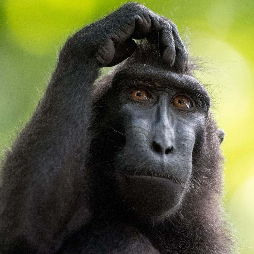 Photographing Endemic Wildlife of North Sulawesi