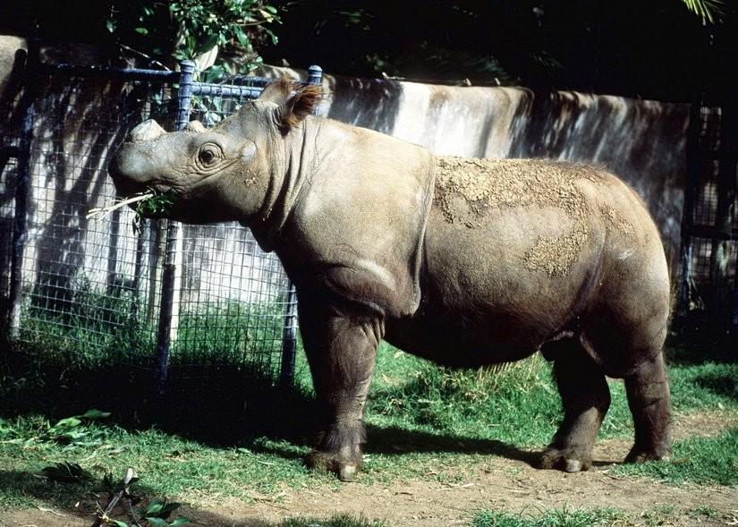 Near-Extinct Sumatran Rhino born at Lampung Wildlife Sanctuary