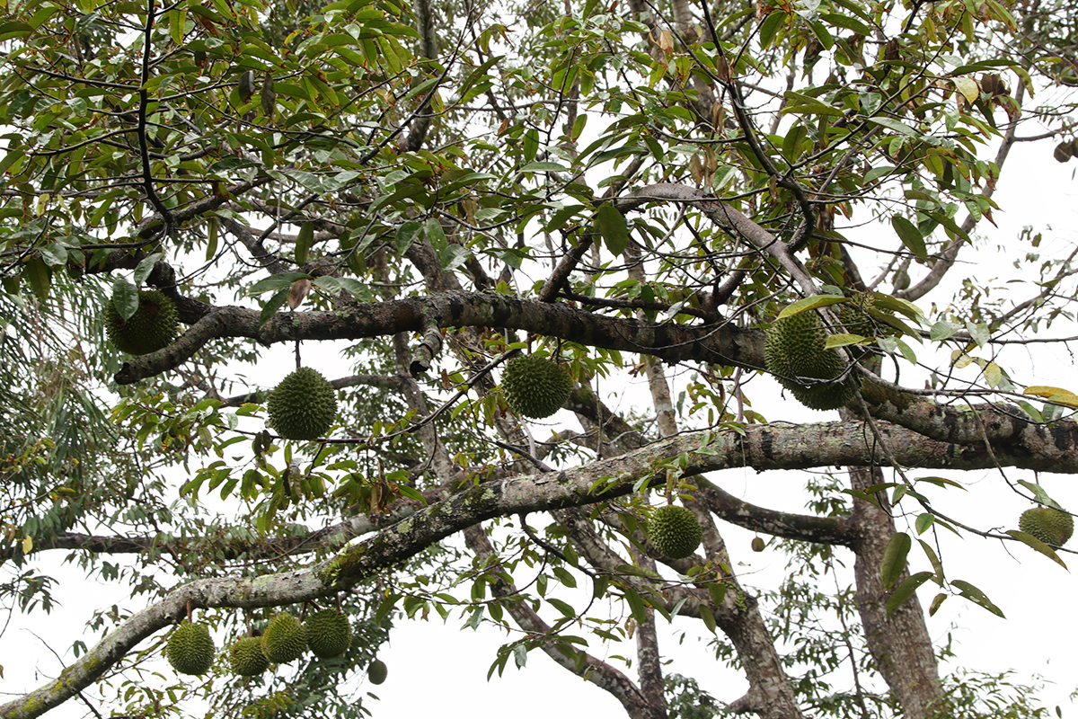 4 Olahan Durian yang Wajib Dicoba saat Berkunjung ke Agrowisata Meek Farm, Banjarbaru, Kalimantan Selatan