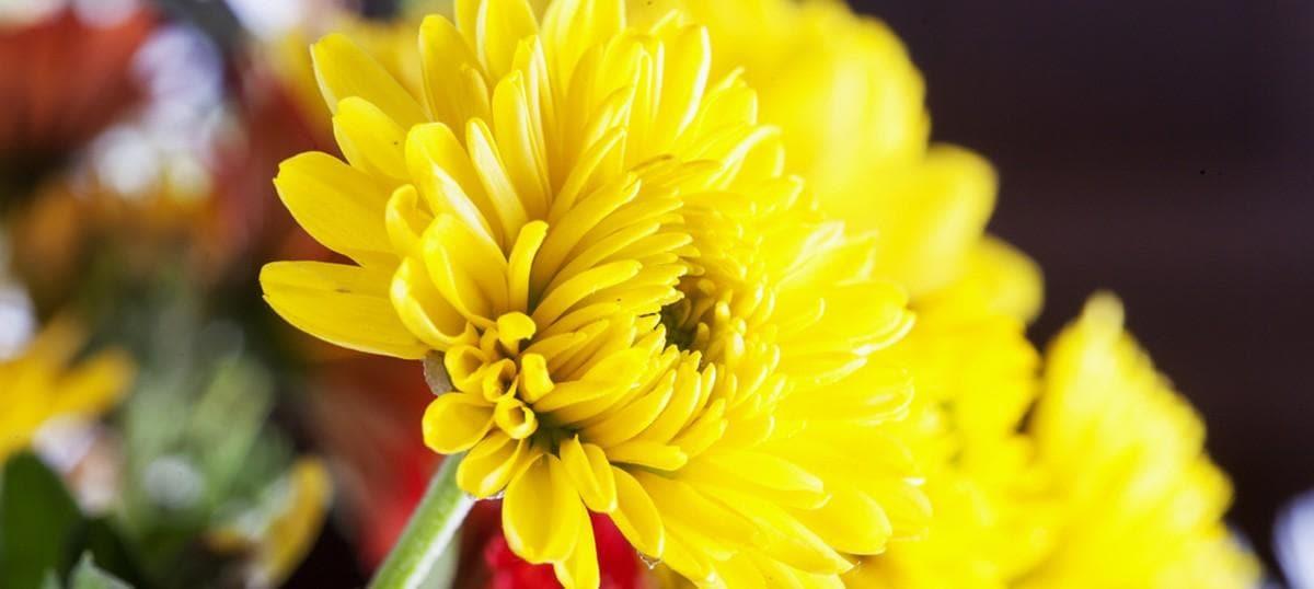 Feest van de fascinerende BLOEMEN KLEUREN van TOMOHON, in de buurt van Manado