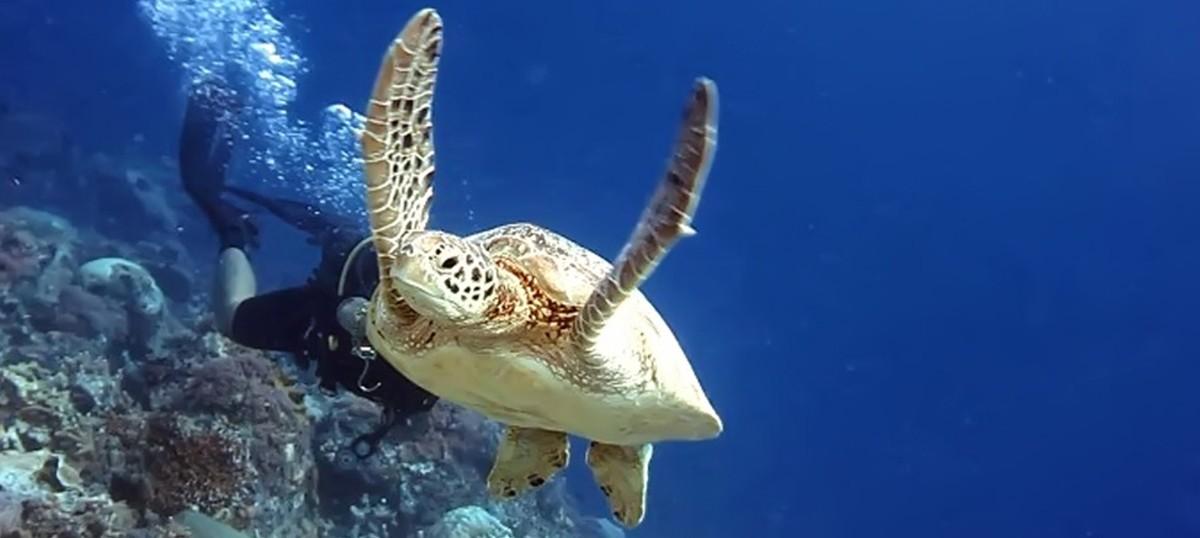 Maratua Island, the Turtle Capital of Indonesia