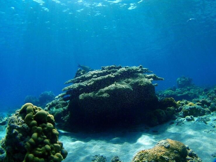Diving Sangalaki Island