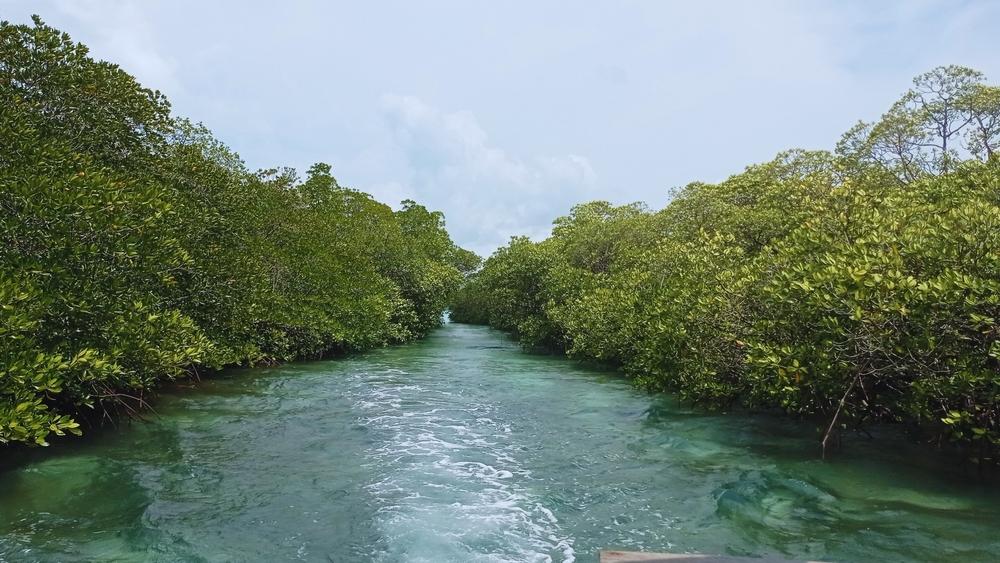 Mangrove Park