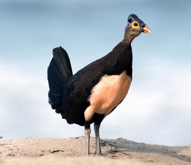 Burung Maleo