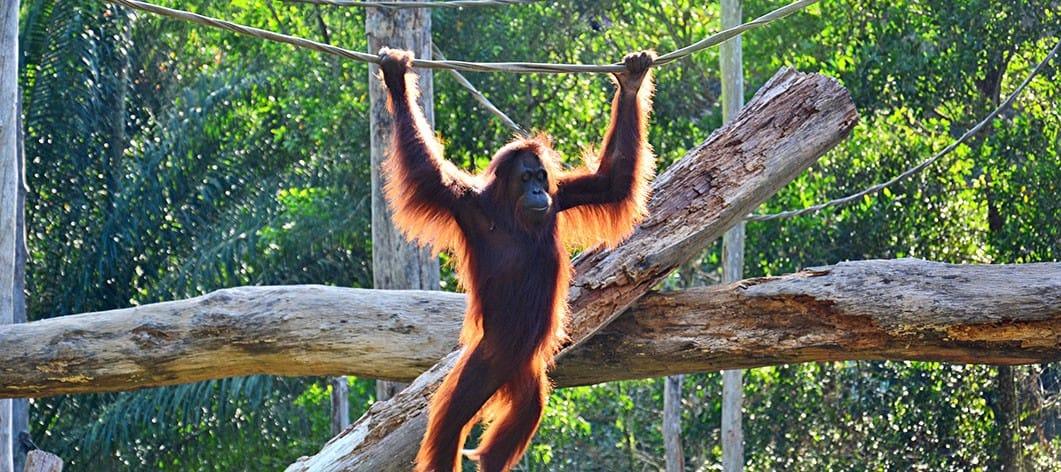 Tanjung Puting, Home to the Amazing Orangutans