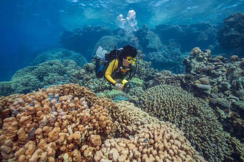 Diving Raja Ampat