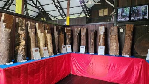 Museum Kayu