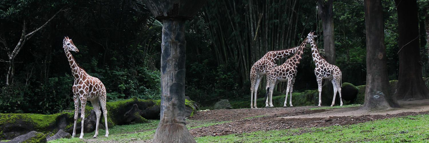 Fun Leisure Activities in and around Bogor