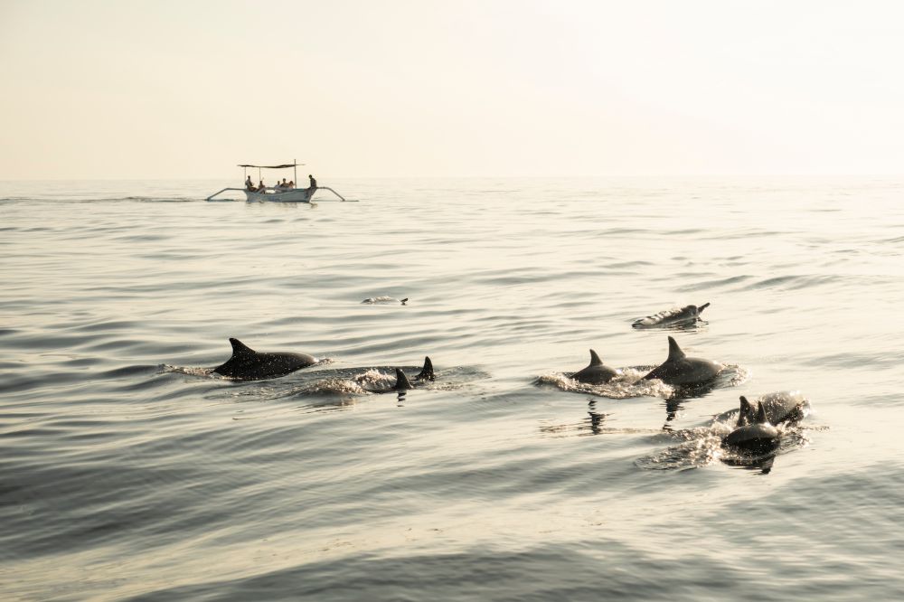 Het Lovina-strand op Bali en de schoonheid van de onderwaterwereld