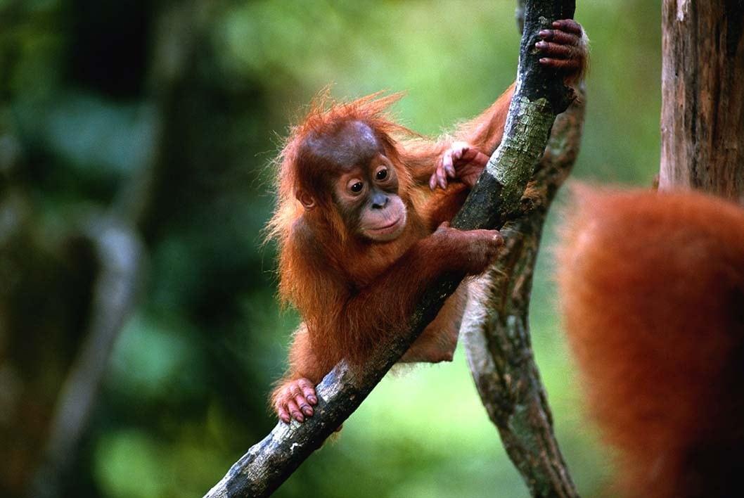 Nyaru Menteng, Home for Borneo Orangutan Survival