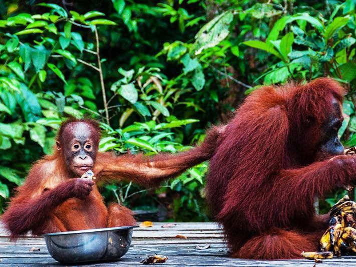 Un Apercu De Kalimantan: La Beaute Exotique De Borneo
