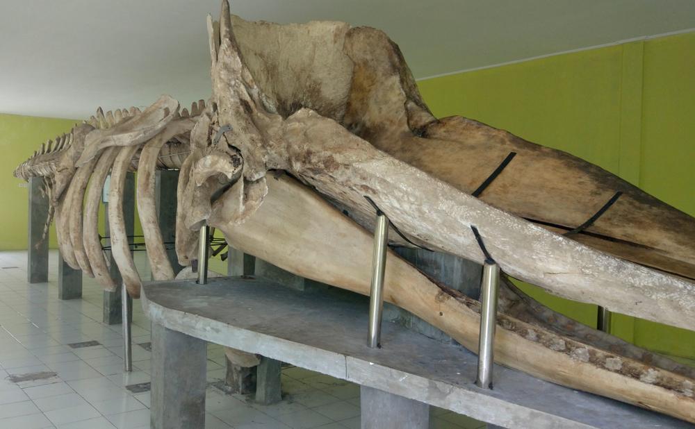 Museum Ikan Paus, Wisata Edukasi di Sulawesi Tenggara