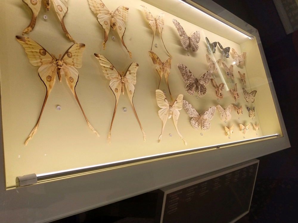Insect Museum: National Museum Collections & Scientific Learning Hub
