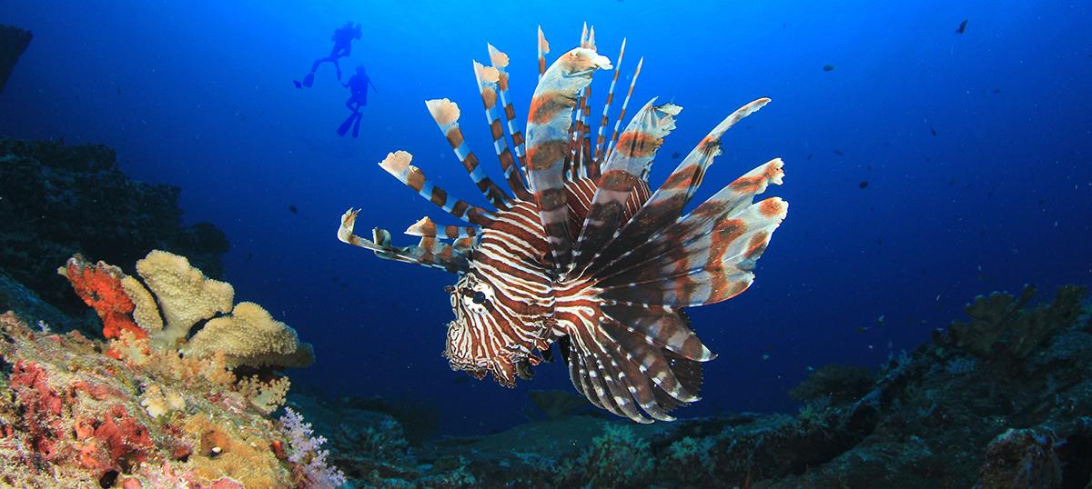 體驗瓦卡托比令人難忘的4個島嶼