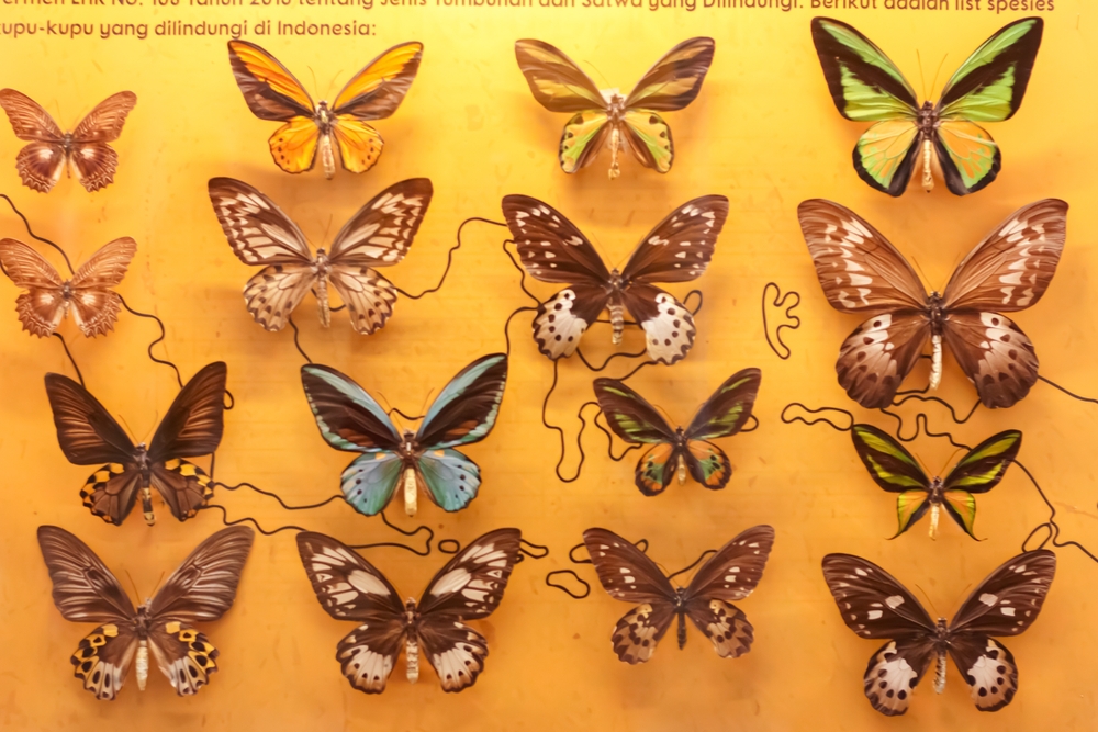 Museum Zoologi Frater Vianney