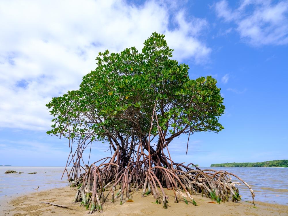 Mangrove Sejati, Manfaat Ekologis bagi Lingkungan