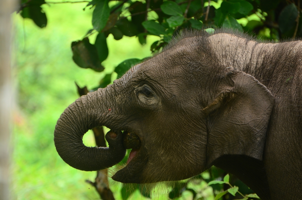Tesso Nilo National Park