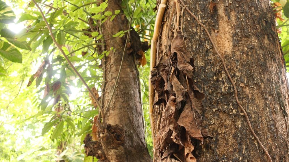 Hutan Pelawan: Keindahan Alam Unik di Bangka Belitung