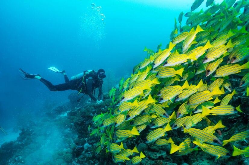 Diving Bira