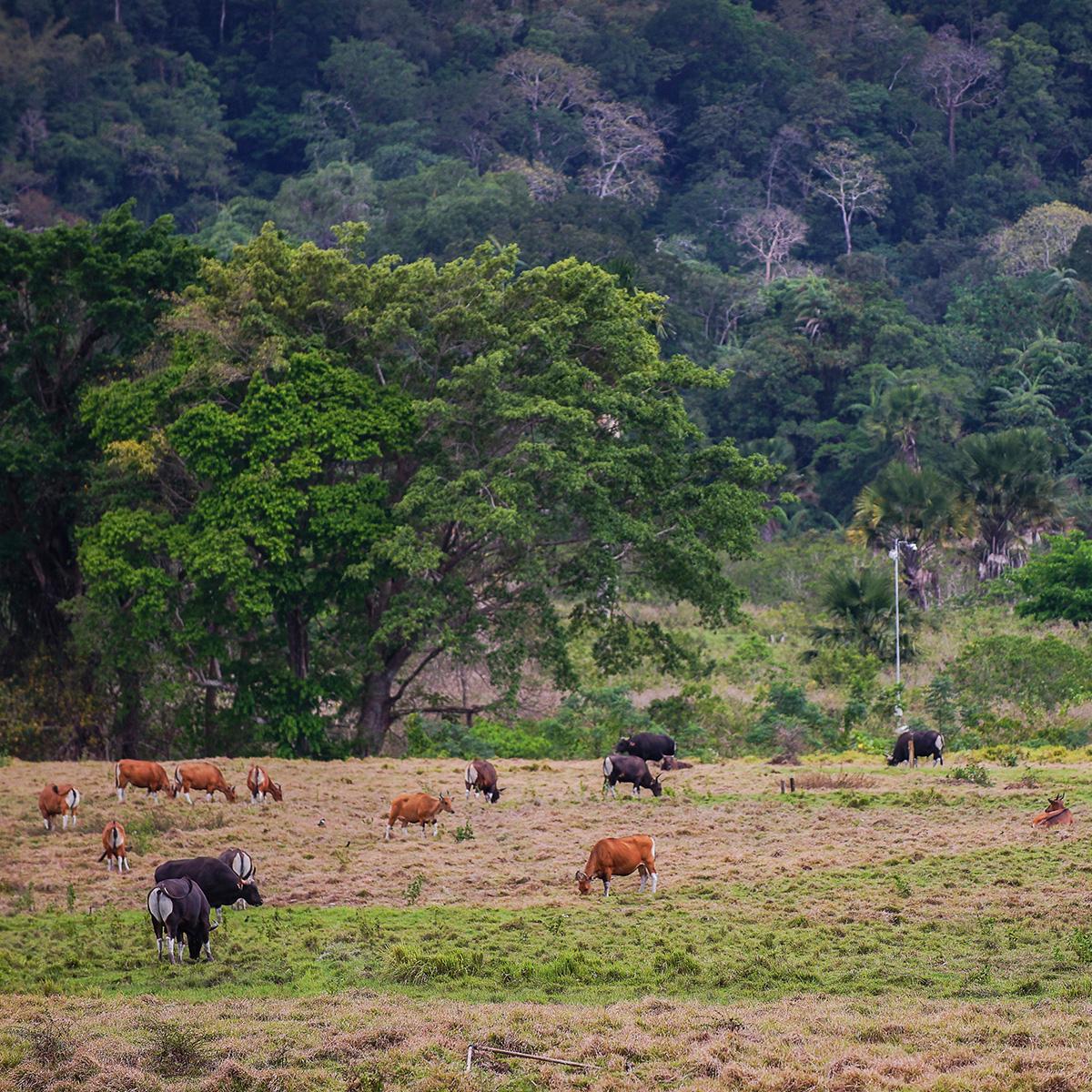 Alas Purwo National Park, Mystical Preserved Forest Full of Adventures