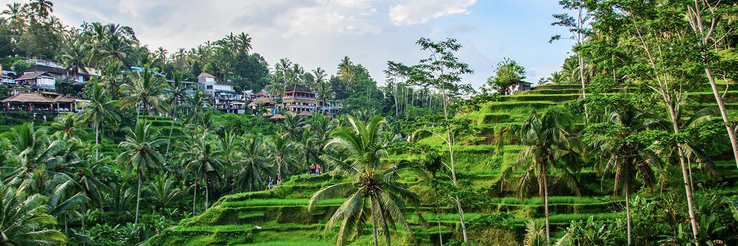 ubud - sawah terasering tegallalang bentangan permadani hijau di ubud