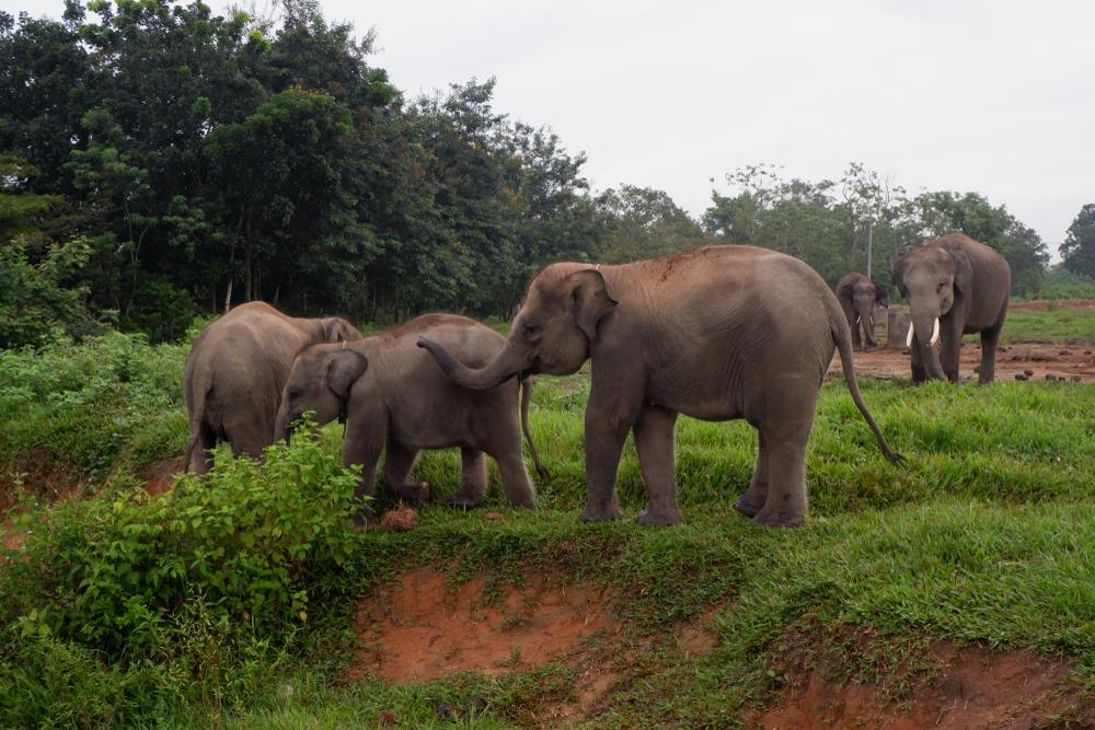 Taman Nasional Way Kambas, Surga Dunia bagi Gajah Sumatra